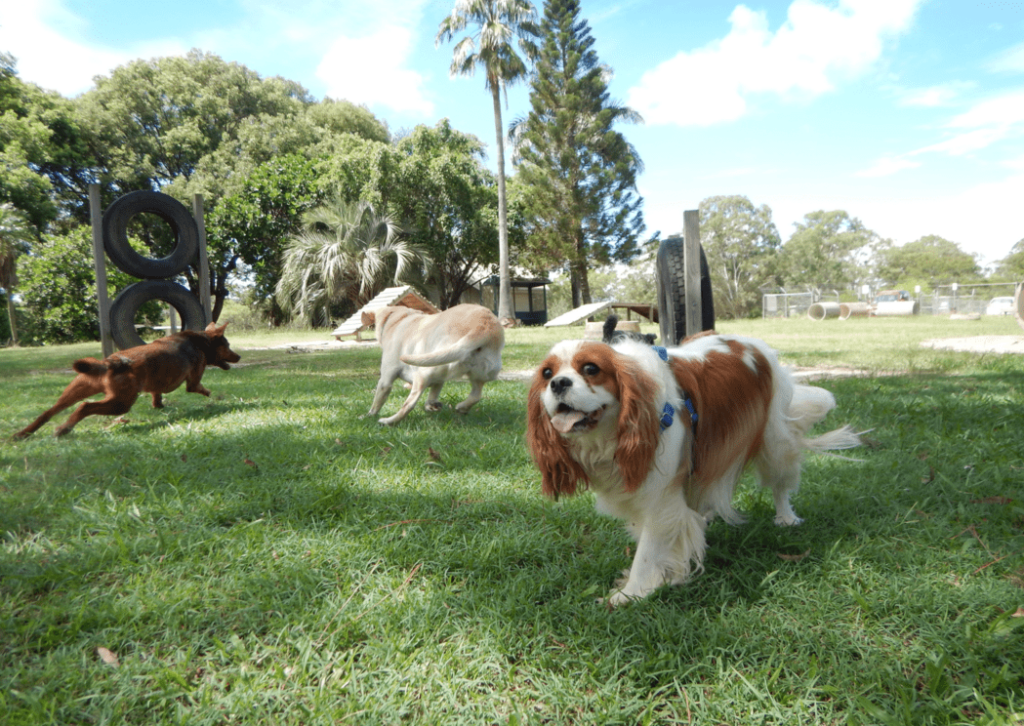 three dogs playing at an off-leash dog park with grass, ramps, and tires to jump through