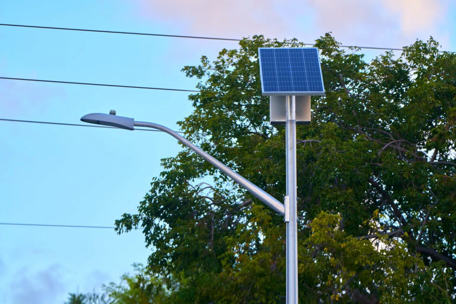 Sol's EverGen streetlight in Dania Beach with tree and blue sky in background